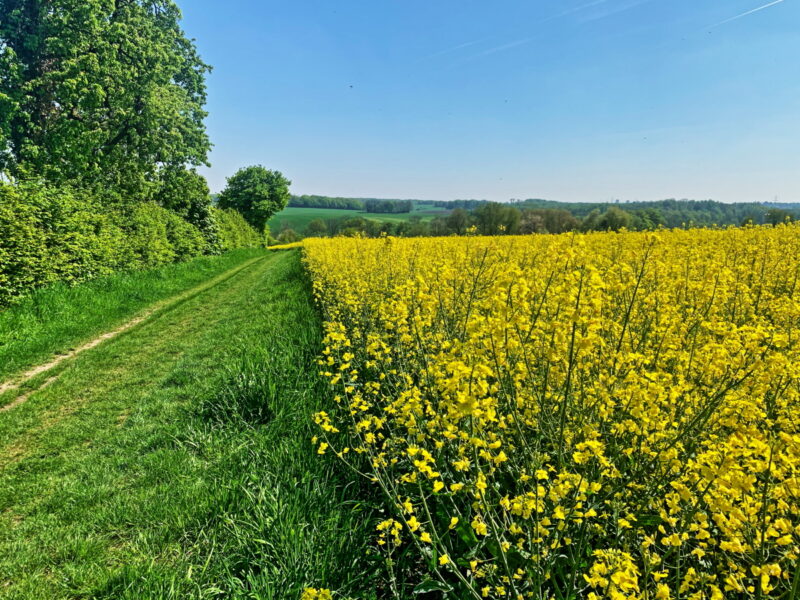 Rapsfeld unter blauem Himmel.