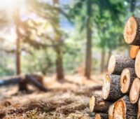 Im Bild ein Stapel Nadelholzstämme im Wald, Umweltorganisationen kritisieren die KfW-Finanzierung von Holzenergie in Serbien.