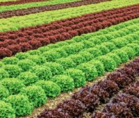 Salatfeld mit Reihen von grünem und rotem Salat - Symbolbild für Potenzial von Agri-Photovoltaik (Agri-PV) bzw. Agrophotovoltaik