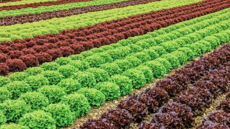 Salatfeld mit Reihen von grünem und rotem Salat - Symbolbild für Potenzial von Agri-Photovoltaik (Agri-PV) bzw. Agrophotovoltaik