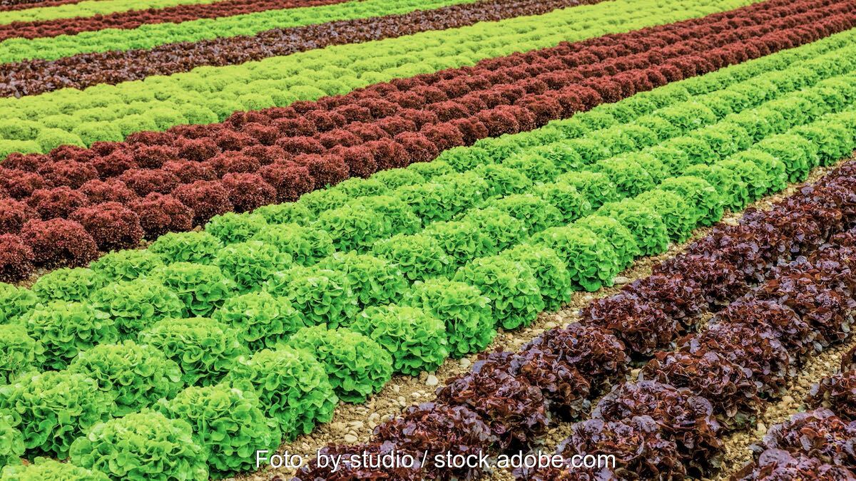 Salatfeld mit Reihen von grünem und rotem Salat - Symbolbild für Potenzial von Agri-Photovoltaik (Agri-PV) bzw. Agrophotovoltaik
