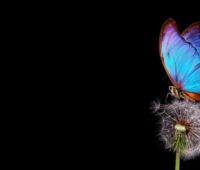 Schmetterling auf Löwenzahn - Symbolbild für farbige Solarzellen