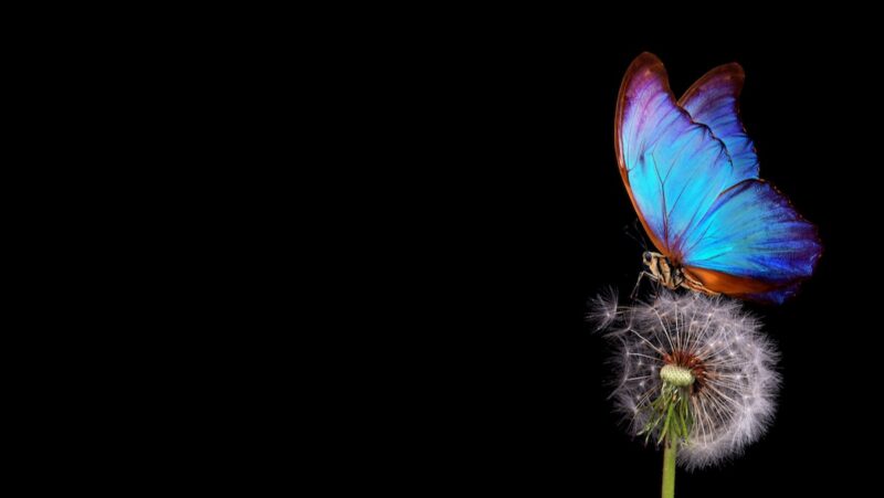 Schmetterling auf Löwenzahn - Symbolbild für farbige Solarzellen