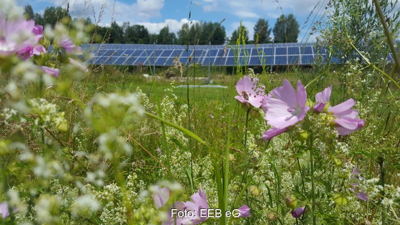 Artenreiche Wiese mit Freiflächen-PV