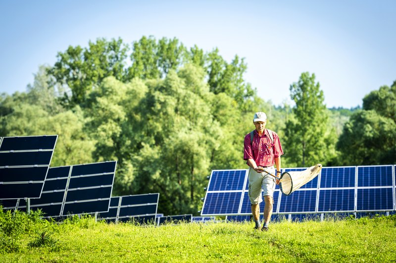 Mann mit Schmetterlingsnetz läuft zwischen Reihen von PV-Modulen - Biodiverstät in Solarparks