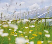 Blühende Wiese - offenbar mit hoher Biodiversität - in einem Solarpark aus Froschperspektive fotografiert