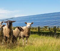 Schafe im Solarpark - Symbolbild für Doppelnutzung von Flächen für Landwirtschaft und Energiegewinnung