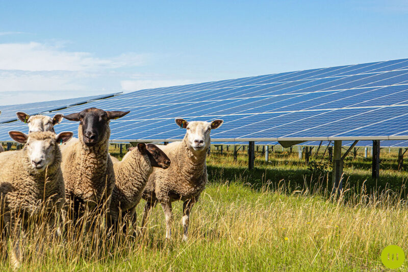 Schafe im Solarpark - Symbolbild für Doppelnutzung von Flächen für Landwirtschaft und Energiegewinnung