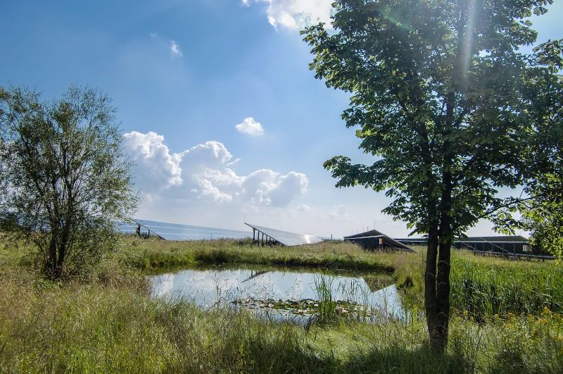 Ein Solarpark in einem Biotop mit Bäumen und Gras unter blauem Himmel.