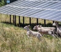 Schafe laufen neben einem Photovoltaikmodul.