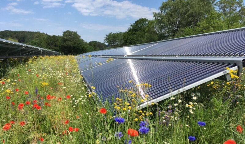 Zu sehen sind Blumen vor einer Solarthermie-Freiflächenanlage. Die Leipziger Stadtwerke planen eine solche für 2022.