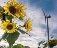 Vordergrund rechts: Sonnenblume, Hintergrund links Windenergieanlage