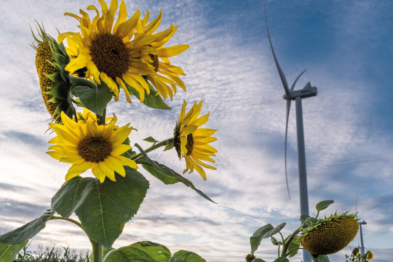 Vordergrund rechts: Sonnenblume, Hintergrund links Windenergieanlage