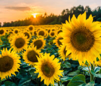 Sonnenblumen auf Feld vor Sonnenuntergang - Symbol für Agrar-Biomasse für Kraftstoff