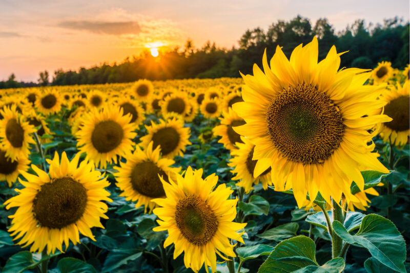 Sonnenblumen auf Feld vor Sonnenuntergang - Symbol für Agrar-Biomasse für Kraftstoff