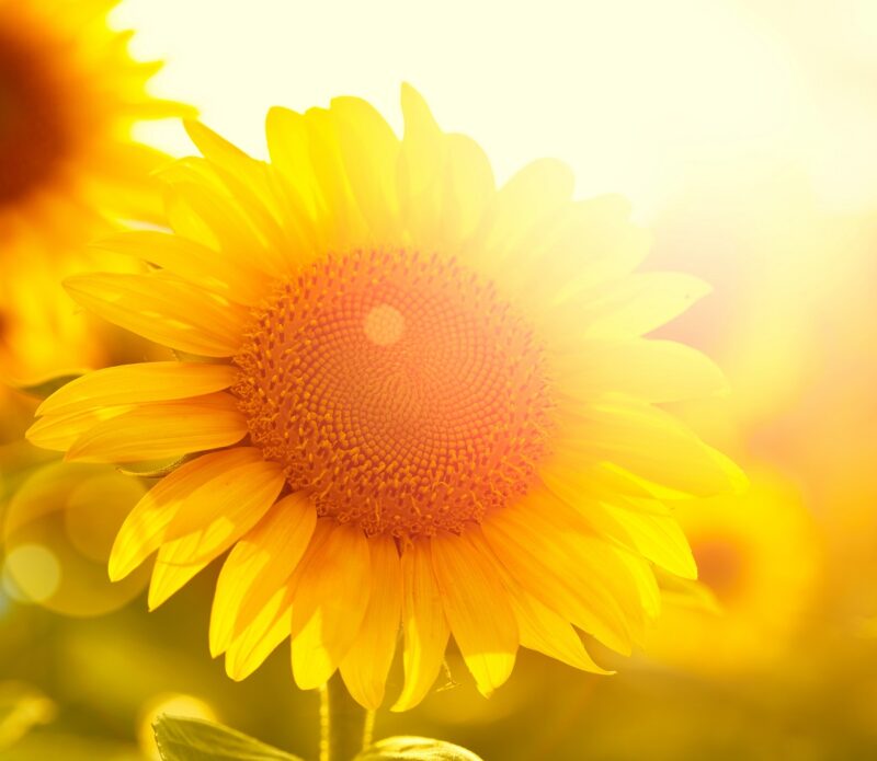 ZU sehen ist eine Sonnenbluem als symbol für eine umweltfreundliche Heizung. Darin ging es im Energie-Trendmonitor 2020.