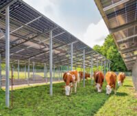 Ein Kuhherde weidet unter Agri-Photovoltaik-Tischen