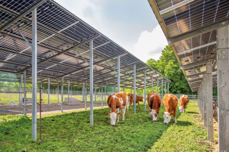 Ein Kuhherde weidet unter Agri-Photovoltaik-Tischen