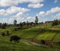 Grüne Flächen mit Tee und ein kleines Dorf in Kenia.