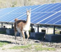 Zu sehen ist ein Lama vor der PV-Anlage des Hydro-Photovoltaik-Microgrid.