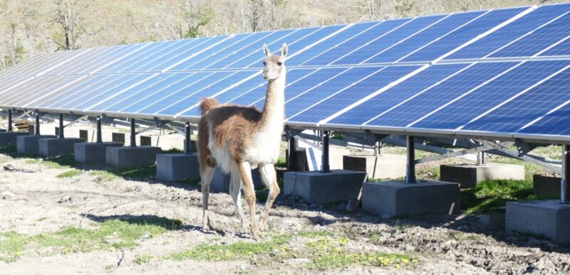 Zu sehen ist ein Lama vor der PV-Anlage des Hydro-Photovoltaik-Microgrid.