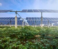 Agri-PV-Anlage mit Kräutern vor aufgeständerten Solarmodulen
