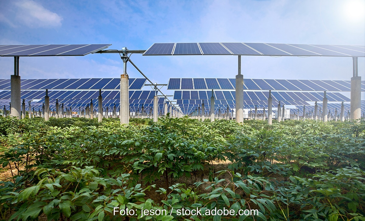 Agri-PV-Anlage mit Kräutern vor aufgeständerten Solarmodulen