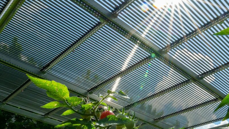 Die Photovoltaik-Röhrenmodule von Tubesolar über einem Tomatenfeld sind eine typische Agri-Photovoltaik-Anwendung.
