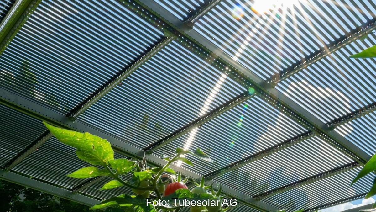 Die Photovoltaik-Röhrenmodule von Tubesolar über einem Tomatenfeld sind eine typische Agri-Photovoltaik-Anwendung.