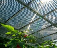 Die Photovoltaik-Röhrenmodule von Tubesolar über einem Tomatenfeld sind eine typische Agri-Photovoltaik-Anwendung.