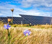 Kornblumen und Getreide unscharf im Vordergrund vor Solarmodulen, scharf im Hintergrund