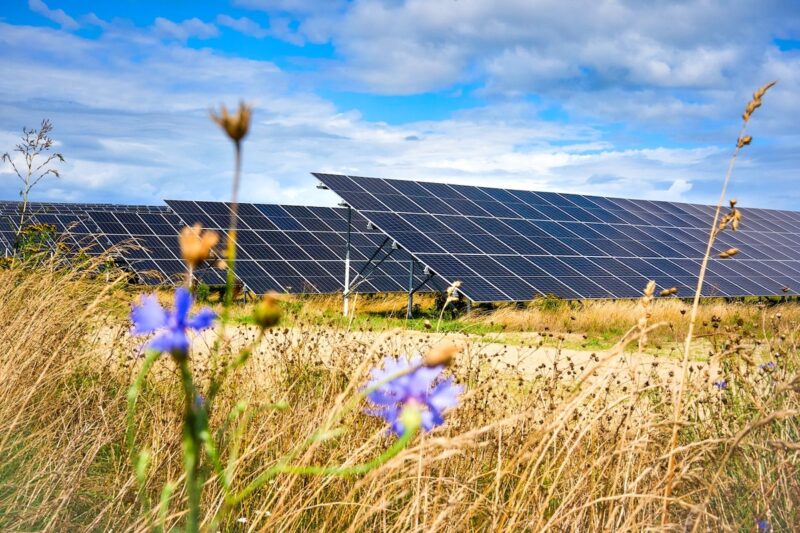 Kornblumen und Getreide unscharf im Vordergrund vor Solarmodulen, scharf im Hintergrund