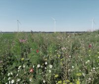 blühende Wiese mit Windenergieanlagen im Hintergrund.