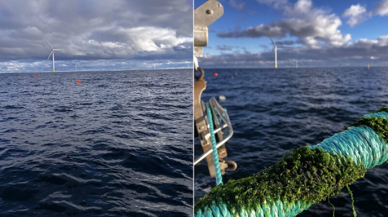 Im Bild ein Foto des Offshore-Windpark Kriegers Flak und ein Foto von der Algenaussaat für die Algenzucht.