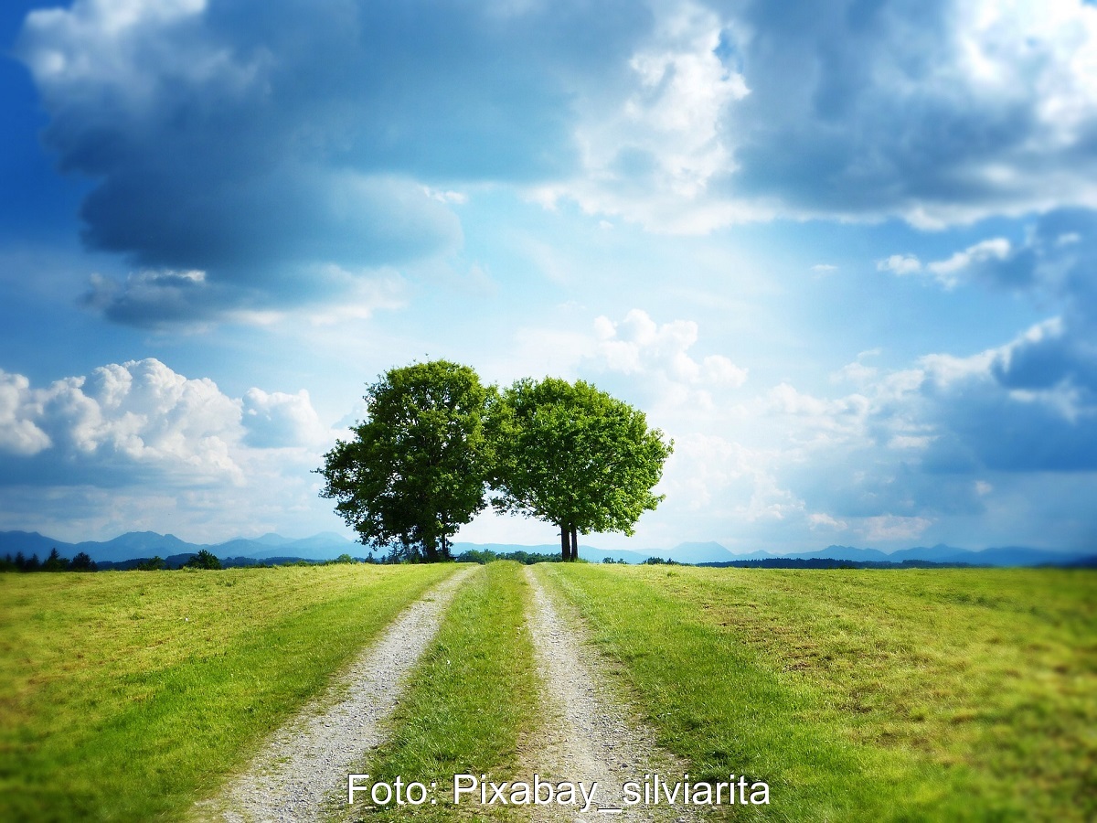 Zu sehen ist ein Feldweg über den zwei kräftige Bäume ragen, ein Landschaftsfoto als Symbol für den Tag der erneuerbaren Energien.