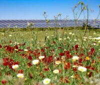 Zu sehen ist ein Photovoltaik-Solarpark mit Blumenwiese. Beim Virtual Power Purchase Agreement (VPPA) von Bayware und Huhtamaki gehören Maßnahmen zur Förderung der Vegetation und der Artenvielfalt dazu.