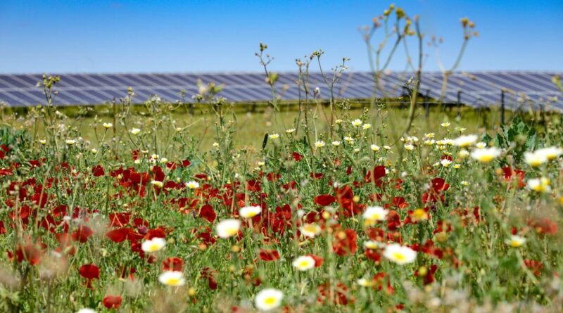 Zu sehen ist ein Photovoltaik-Solarpark mit Blumenwiese. Beim Virtual Power Purchase Agreement (VPPA) von Bayware und Huhtamaki gehören Maßnahmen zur Förderung der Vegetation und der Artenvielfalt dazu.