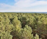 Ein Wald aus der Luft - hier soll ein Windpark entstehen.