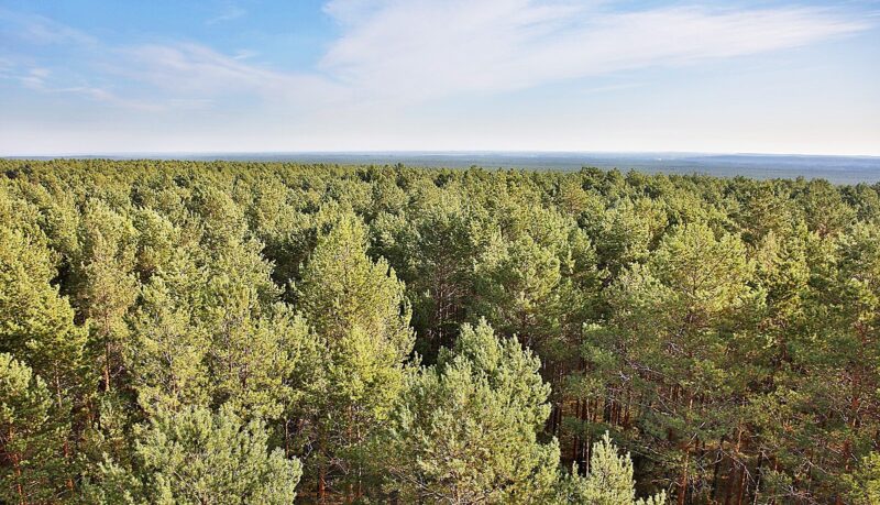 Ein Wald aus der Luft - hier soll ein Windpark entstehen.