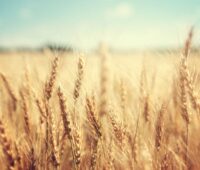 Weizenfeld vor blauem Himmel als Symbol für Lebensmittel und Biokraftstoffe