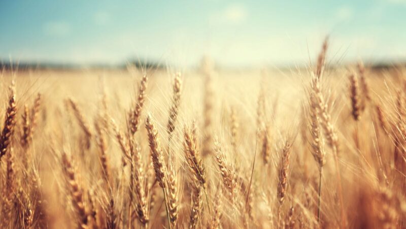 Weizenfeld vor blauem Himmel als Symbol für Lebensmittel und Biokraftstoffe