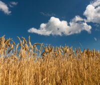 Weizenfeld mit blauem Himmel - Symbolbild für Landwirtschaft und Biogas in der Ukraine