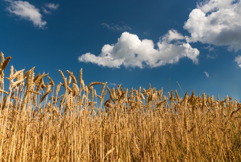 Weizenfeld mit blauem Himmel - Symbolbild für Landwirtschaft und Biogas in der Ukraine