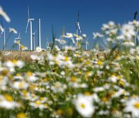 Vor einem Windpark ist unscharf ein Meer von weiß-gelben Blumen zu sehen.