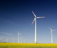 Ein Windpark auf einer Fläche mit gelb blühenden Pflanzen.