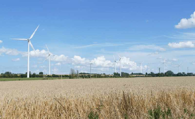 Windkraftanlagen hinter einem Kornfeld.