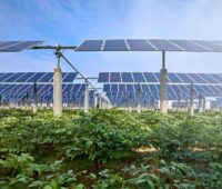 Bodenschutz bei Solarparks: Das Foto zeigt aus Kniehöhe Photovoltaik-Module im Sonnenlicht über grünen Nutzpflanzen.