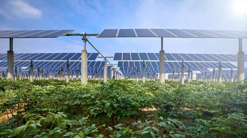 Bodenschutz bei Solarparks: Das Foto zeigt aus Kniehöhe Photovoltaik-Module im Sonnenlicht über grünen Nutzpflanzen.
