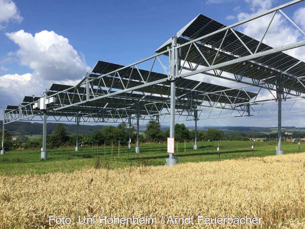 Aufgeständerte PV-Anlage über einem Getreidefeld.