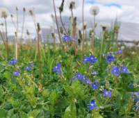 Gamanda Ehrenpreis für Biodiversität in PV-Anlage